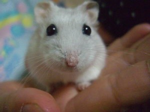 ハムスター